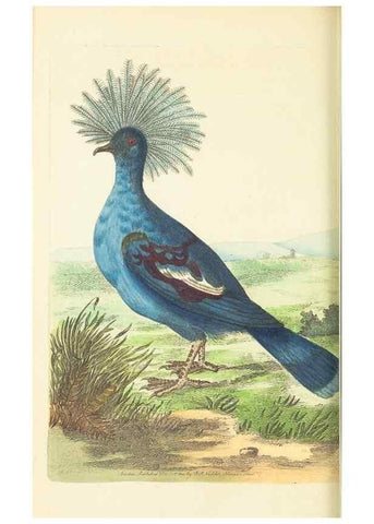 Reproducción/Reproduction 30193629073: The naturalist's miscellany, or Coloured figures of natural objects. London :Printed for Nodder & Co.,1789-1813