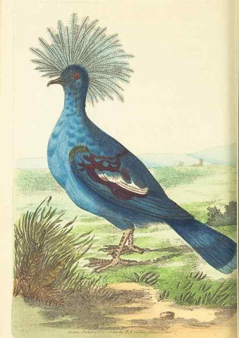 Reproducción/Reproduction 30193629073: The naturalist's miscellany, or Coloured figures of natural objects. London :Printed for Nodder & Co.,1789-1813