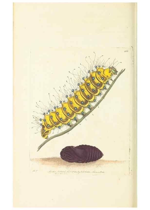 Reproducción/Reproduction 30196870814: The naturalist's miscellany, or Coloured figures of natural objects. London :Printed for Nodder & Co.,1789-1813