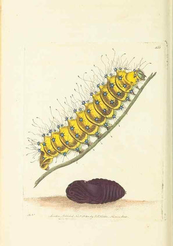 Reproducción/Reproduction 30196870814: The naturalist's miscellany, or Coloured figures of natural objects. London :Printed for Nodder & Co.,1789-1813