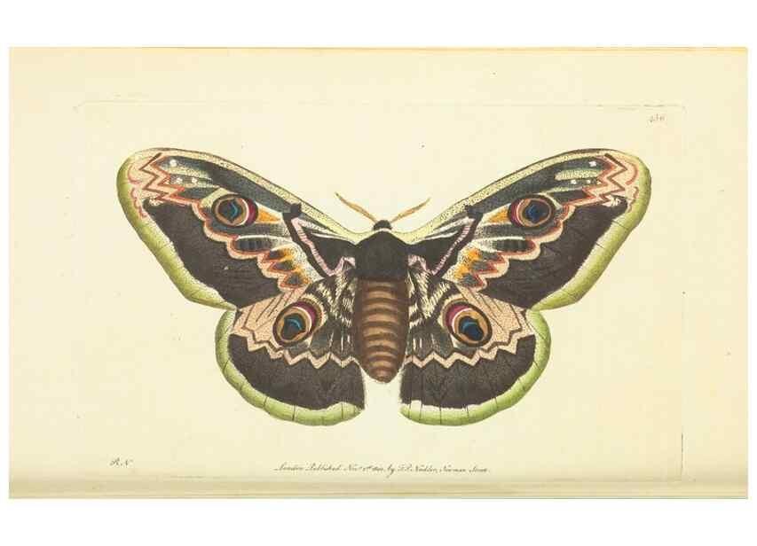 Reproducción/Reproduction 30196867244: The naturalist's miscellany, or Coloured figures of natural objects. London :Printed for Nodder & Co.,1789-1813