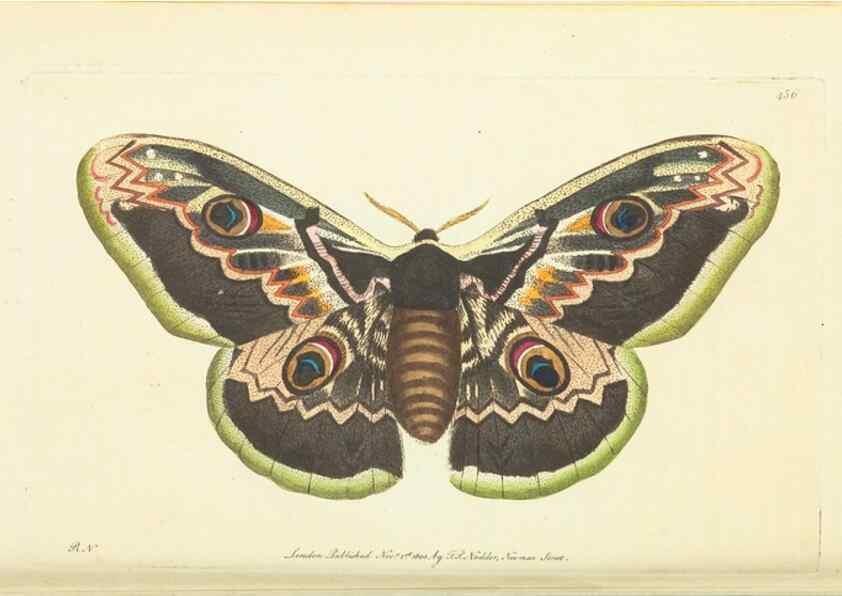 Reproducción/Reproduction 30196867244: The naturalist's miscellany, or Coloured figures of natural objects. London :Printed for Nodder & Co.,1789-1813