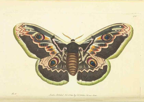 Reproducción/Reproduction 30196867244: The naturalist's miscellany, or Coloured figures of natural objects. London :Printed for Nodder & Co.,1789-1813