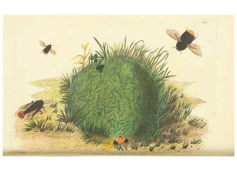 Reproducción/Reproduction 30196864234: The naturalist's miscellany, or Coloured figures of natural objects. London :Printed for Nodder & Co.,1789-1813