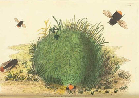 Reproducción/Reproduction 30196864234: The naturalist's miscellany, or Coloured figures of natural objects. London :Printed for Nodder & Co.,1789-1813