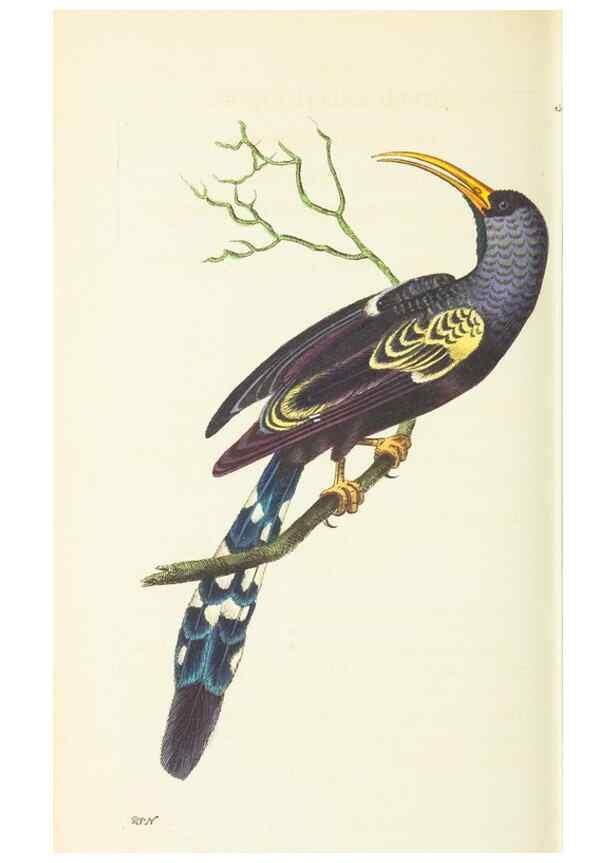 Reproducción/Reproduction 30711094232: The naturalist's miscellany, or Coloured figures of natural objects. London :Printed for Nodder & Co.,1789-1813