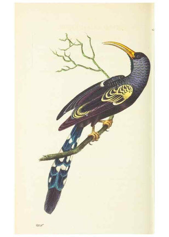 Reproducción/Reproduction 30711094232: The naturalist's miscellany, or Coloured figures of natural objects. London :Printed for Nodder & Co.,1789-1813
