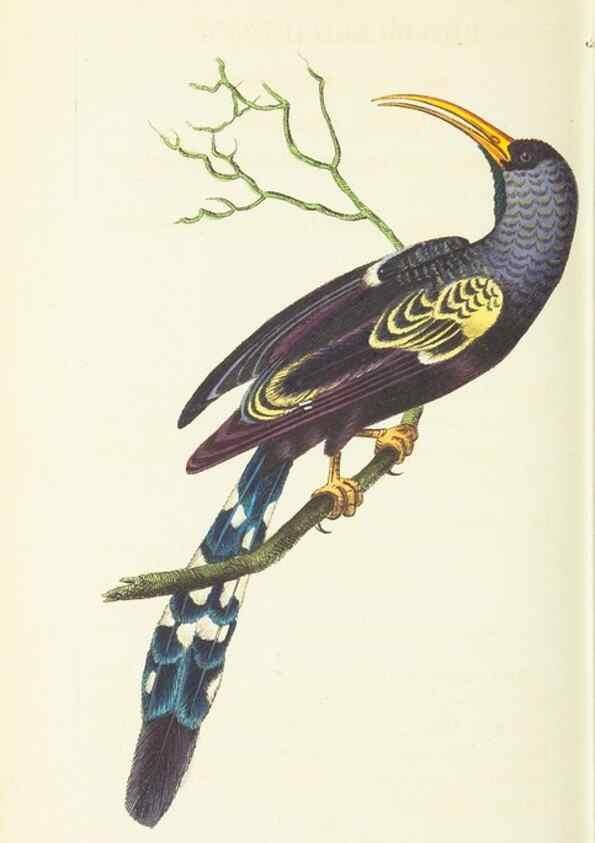 Reproducción/Reproduction 30711094232: The naturalist's miscellany, or Coloured figures of natural objects. London :Printed for Nodder & Co.,1789-1813