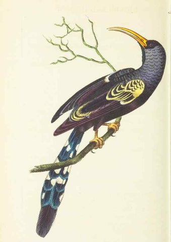 Reproducción/Reproduction 30711094232: The naturalist's miscellany, or Coloured figures of natural objects. London :Printed for Nodder & Co.,1789-1813