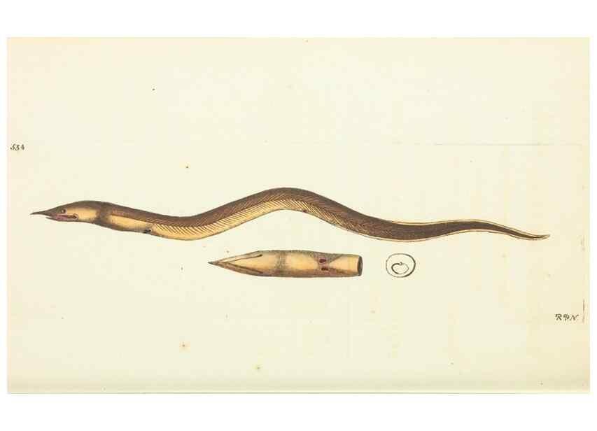 Reproducción/Reproduction 30711096502: The naturalist's miscellany, or Coloured figures of natural objects. London :Printed for Nodder & Co.,1789-1813