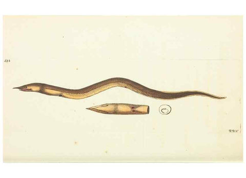 Reproducción/Reproduction 30711096502: The naturalist's miscellany, or Coloured figures of natural objects. London :Printed for Nodder & Co.,1789-1813