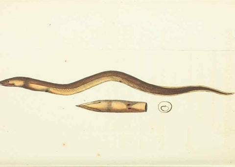 Reproducción/Reproduction 30711096502: The naturalist's miscellany, or Coloured figures of natural objects. London :Printed for Nodder & Co.,1789-1813