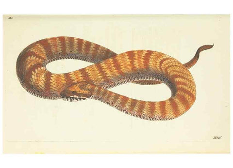 Reproducción/Reproduction 30791311596: The naturalist's miscellany, or Coloured figures of natural objects. London :Printed for Nodder & Co.,1789-1813