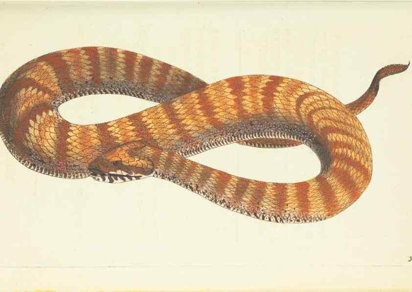 Reproducción/Reproduction 30791311596: The naturalist's miscellany, or Coloured figures of natural objects. London :Printed for Nodder & Co.,1789-1813