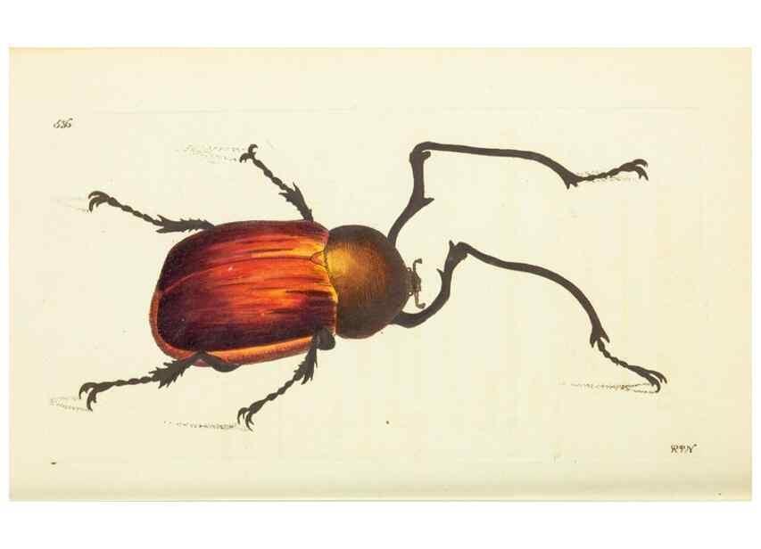 Reproducción/Reproduction 30196230164: The naturalist's miscellany, or Coloured figures of natural objects. London :Printed for Nodder & Co.,1789-1813