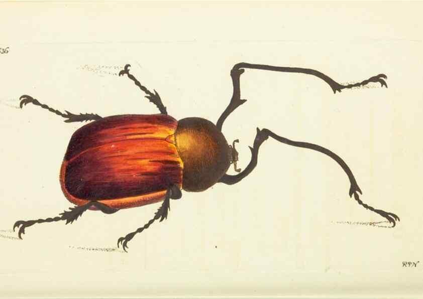 Reproducción/Reproduction 30196230164: The naturalist's miscellany, or Coloured figures of natural objects. London :Printed for Nodder & Co.,1789-1813