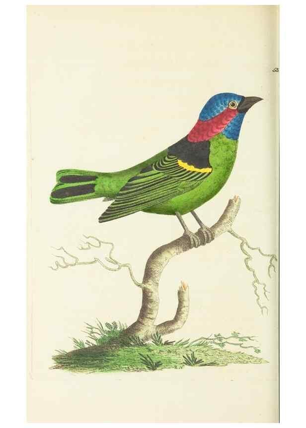 Reproducción/Reproduction 30711102602: The naturalist's miscellany, or Coloured figures of natural objects. London :Printed for Nodder & Co.,1789-1813