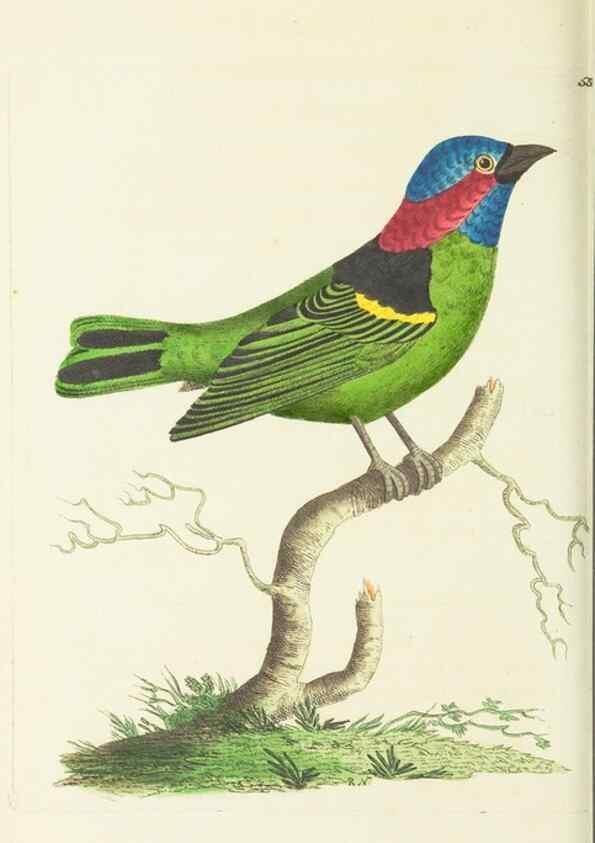 Reproducción/Reproduction 30711102602: The naturalist's miscellany, or Coloured figures of natural objects. London :Printed for Nodder & Co.,1789-1813
