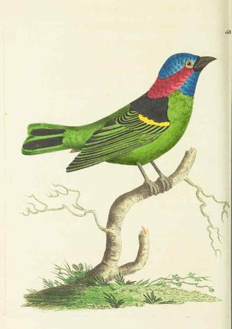 Reproducción/Reproduction 30711102602: The naturalist's miscellany, or Coloured figures of natural objects. London :Printed for Nodder & Co.,1789-1813