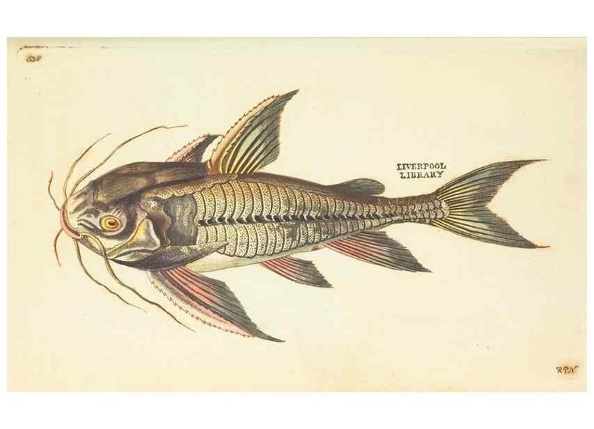 Reproducción/Reproduction 30827945355: The naturalist's miscellany, or Coloured figures of natural objects. London :Printed for Nodder & Co.,1789-1813