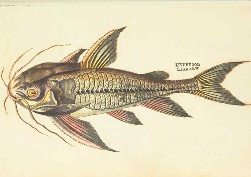 Reproducción/Reproduction 30827945355: The naturalist's miscellany, or Coloured figures of natural objects. London :Printed for Nodder & Co.,1789-1813
