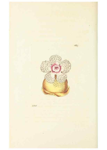 Reproducción/Reproduction 30791323786: The naturalist's miscellany, or Coloured figures of natural objects. London :Printed for Nodder & Co.,1789-1813