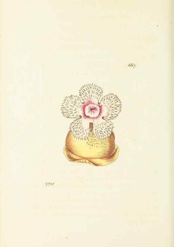 Reproducción/Reproduction 30791323786: The naturalist's miscellany, or Coloured figures of natural objects. London :Printed for Nodder & Co.,1789-1813