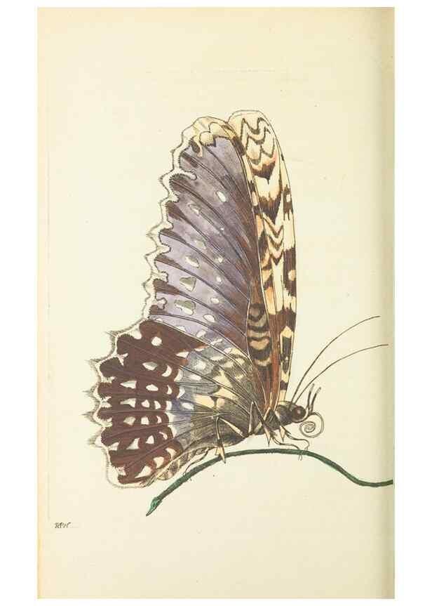 Reproducción/Reproduction 30791300856: The naturalist's miscellany, or Coloured figures of natural objects. London :Printed for Nodder & Co.,1789-1813