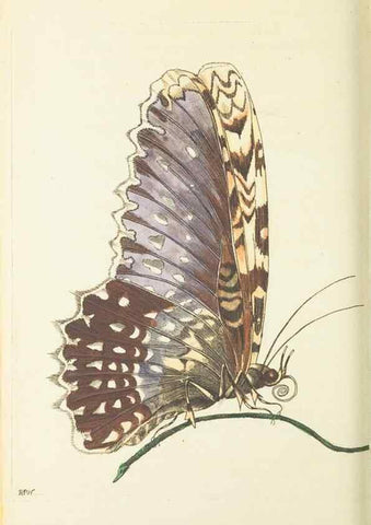 Reproducción/Reproduction 30791300856: The naturalist's miscellany, or Coloured figures of natural objects. London :Printed for Nodder & Co.,1789-1813