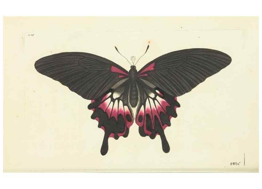 Reproducción/Reproduction 30192932413: The naturalist's miscellany, or Coloured figures of natural objects. London :Printed for Nodder & Co.,1789-1813