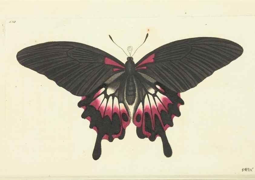 Reproducción/Reproduction 30192932413: The naturalist's miscellany, or Coloured figures of natural objects. London :Printed for Nodder & Co.,1789-1813