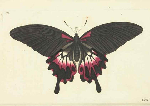 Reproducción/Reproduction 30192932413: The naturalist's miscellany, or Coloured figures of natural objects. London :Printed for Nodder & Co.,1789-1813