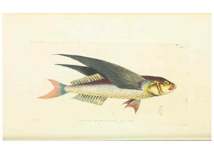 Reproducción/Reproduction 30193604803: The naturalist's miscellany, or Coloured figures of natural objects. London :Printed for Nodder & Co.,1789-1813