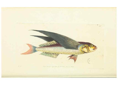 Reproducción/Reproduction 30193604803: The naturalist's miscellany, or Coloured figures of natural objects. London :Printed for Nodder & Co.,1789-1813