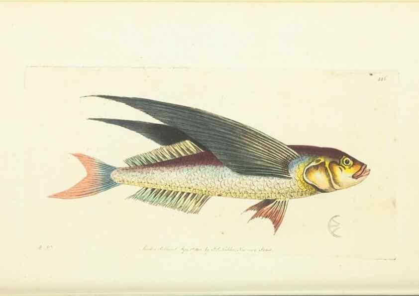 Reproducción/Reproduction 30193604803: The naturalist's miscellany, or Coloured figures of natural objects. London :Printed for Nodder & Co.,1789-1813