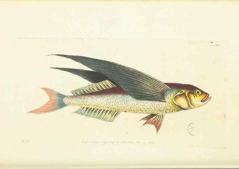 Reproducción/Reproduction 30193604803: The naturalist's miscellany, or Coloured figures of natural objects. London :Printed for Nodder & Co.,1789-1813