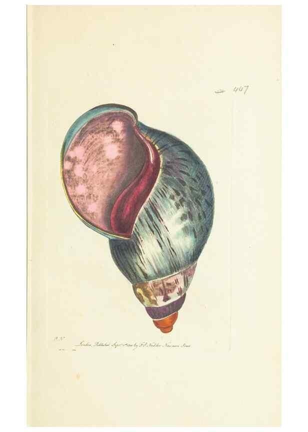 Reproducción/Reproduction 30828580275: The naturalist's miscellany, or Coloured figures of natural objects. London :Printed for Nodder & Co.,1789-1813