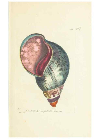 Reproducción/Reproduction 30828580275: The naturalist's miscellany, or Coloured figures of natural objects. London :Printed for Nodder & Co.,1789-1813