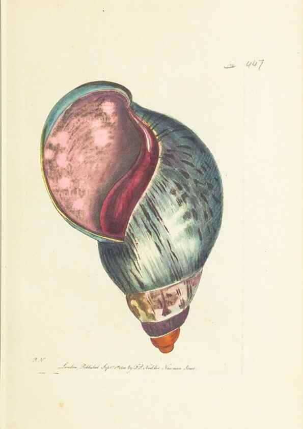 Reproducción/Reproduction 30828580275: The naturalist's miscellany, or Coloured figures of natural objects. London :Printed for Nodder & Co.,1789-1813