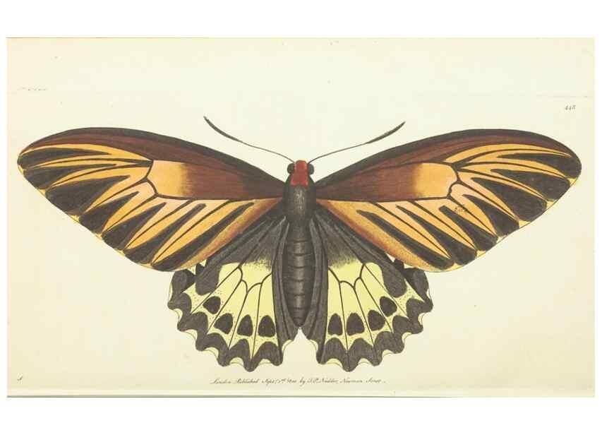 Reproducción/Reproduction 30193611633: The naturalist's miscellany, or Coloured figures of natural objects. London :Printed for Nodder & Co.,1789-1813