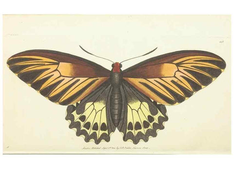 Reproducción/Reproduction 30193611633: The naturalist's miscellany, or Coloured figures of natural objects. London :Printed for Nodder & Co.,1789-1813