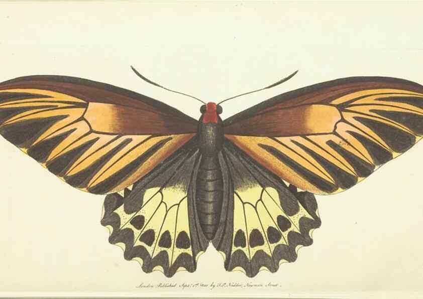 Reproducción/Reproduction 30193611633: The naturalist's miscellany, or Coloured figures of natural objects. London :Printed for Nodder & Co.,1789-1813