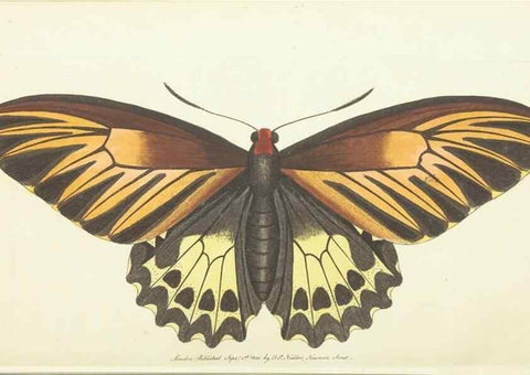 Reproducción/Reproduction 30193611633: The naturalist's miscellany, or Coloured figures of natural objects. London :Printed for Nodder & Co.,1789-1813