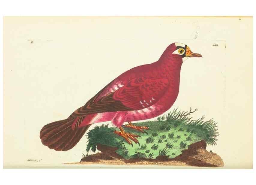 Reproducción/Reproduction 30527635530: The naturalist's miscellany, or Coloured figures of natural objects. London :Printed for Nodder & Co.,1789-1813