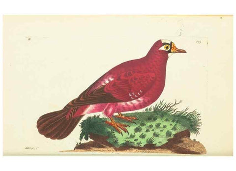Reproducción/Reproduction 30527635530: The naturalist's miscellany, or Coloured figures of natural objects. London :Printed for Nodder & Co.,1789-1813