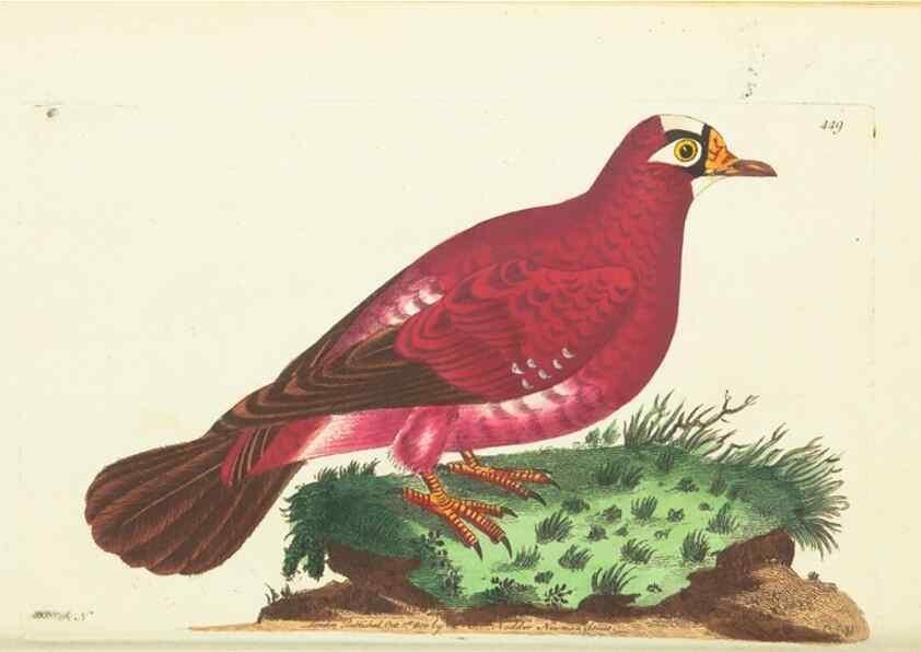Reproducción/Reproduction 30527635530: The naturalist's miscellany, or Coloured figures of natural objects. London :Printed for Nodder & Co.,1789-1813