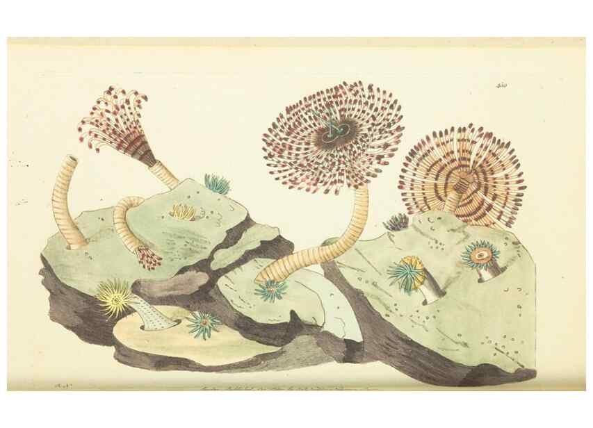 Reproducción/Reproduction 30196855424: The naturalist's miscellany, or Coloured figures of natural objects. London :Printed for Nodder & Co.,1789-1813