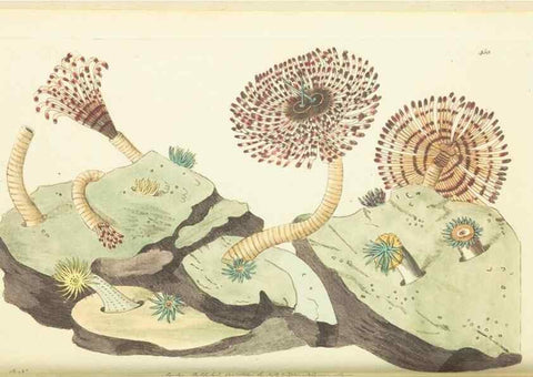 Reproducción/Reproduction 30196855424: The naturalist's miscellany, or Coloured figures of natural objects. London :Printed for Nodder & Co.,1789-1813