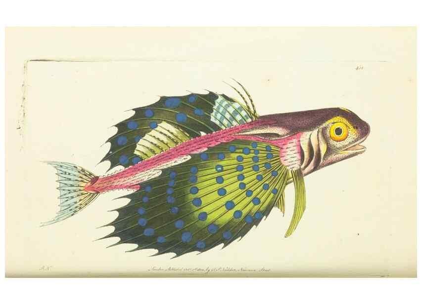Reproducción/Reproduction 30740654711: The naturalist's miscellany, or Coloured figures of natural objects. London :Printed for Nodder & Co.,1789-1813