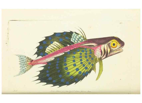 Reproducción/Reproduction 30740654711: The naturalist's miscellany, or Coloured figures of natural objects. London :Printed for Nodder & Co.,1789-1813